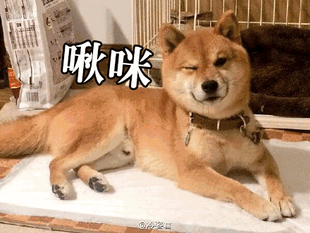 柴犬表情包